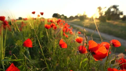 Sunset clouds and poppy field Stock Footage 217356709