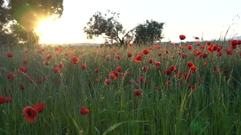 Sunset clouds and poppy field Stock Footage 217356730