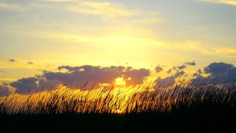 Sunset clouds and a reeds Vidéo 77533459