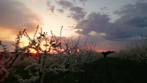 Sunset clouds and spring flowers, drone Stock Footage 242919896