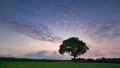 sunset clouds and tree time lapse quick 4k UHD 11671 4k or 4k+ Resolution