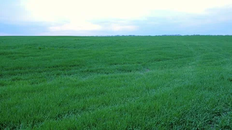 Sunset clouds over grass field Видео 63305427