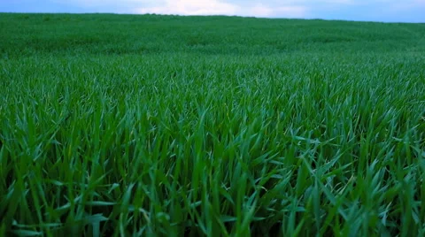 Sunset clouds over grass field Video stock 63305468