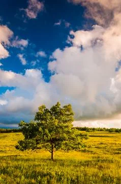 Sunset clouds over a tree in big meadows, shenandoah national park, va. Foto stock