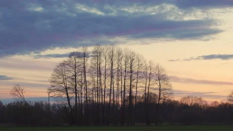 Sunset clouds over the trees. Video stock 154771653