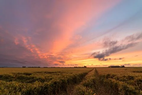 Sunset Clouds over a Wheat Field Stock Photos