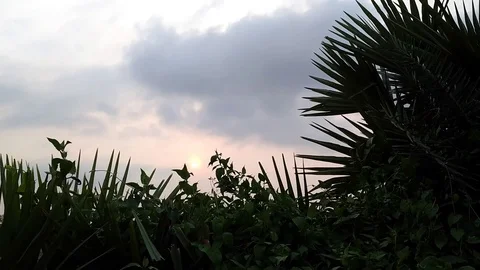 Sunset Clouds &amp; Palm Leaves Stock Footage 109560109