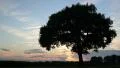sunset clouds speedzoom tree time lapse 4k UHD 11664 4k or 4k+ Resolution