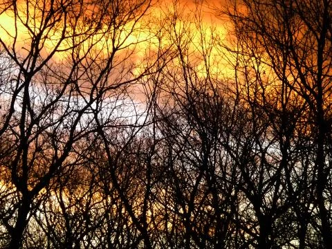 Sunset Clouds through Tree  Stock Photos