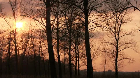 Sunset in clouds through trees. Time lapse Stock Footage 37823530