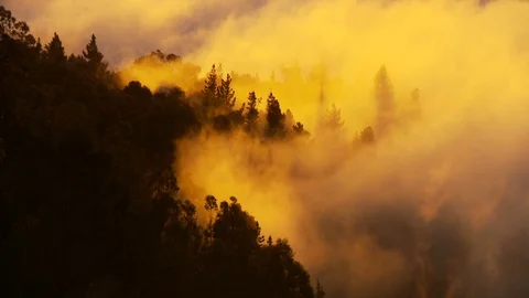 Sunset clouds through trees timelapse Stock Footage 74096548