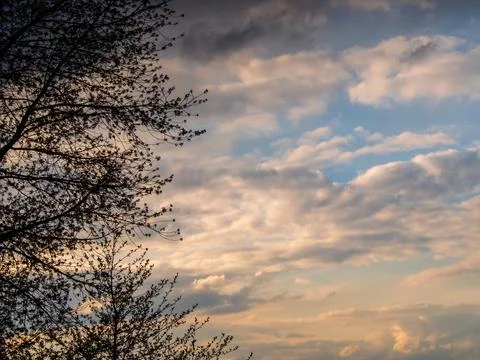 Sunset in the clouds with tree Stock Photos