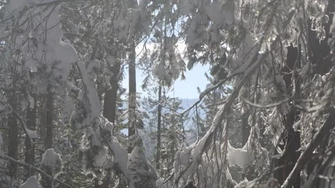 Sunset on a Cloudy Day peeping through a clearing in tree branches in Urban Stock Footage 229320667