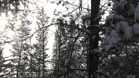 Sunset on a Cloudy Day in Urban Forest with Snow and Snowy tree branches mel Stock Footage 229320704