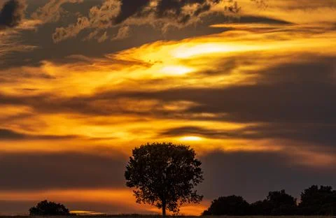 Sunset with cloudy orange sky and isolated tree Foto stock