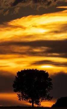 Sunset with cloudy orange sky and isolated tree, vertical composition Foto stock