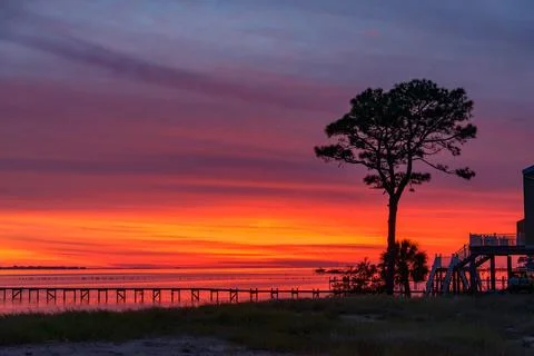 Sunset on the coast of Florida, a large tree grows on the shore, USA Foto stock