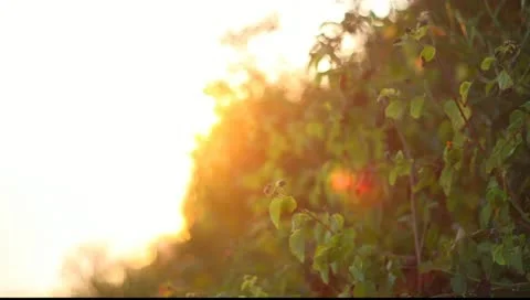 Sunset on the coast Stock Footage 10901586