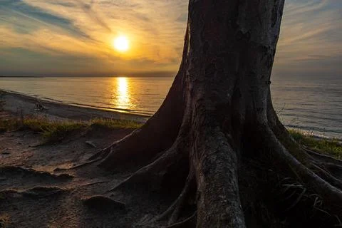 Sunset on a coastal forest on the Baltic Sea coast near Nienhagen in Germany Stock Photos