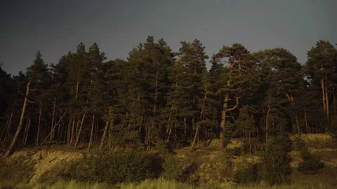 Sunset coastal forest. Stock Footage 130193142