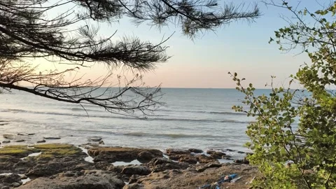 Sunset Coastal View Through Pine Trees on Rocky Shoreline Vídeos de archivo 341509006