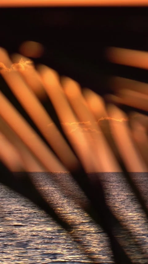 Sunset with coconut palm tree leaf silhouette. Tropical destinations. Vertical Stock Footage 329244083