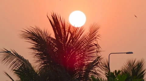 Sunset with coconut silhouette Stock Footage 35170414