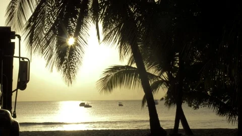 Sunset Coconut Tree Beach coast 스톡 동영상 167775014