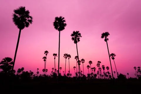 Sunset with coconut tree Stock Photos