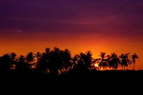 Sunset Coconut Tree Silhouettes Stock Photos