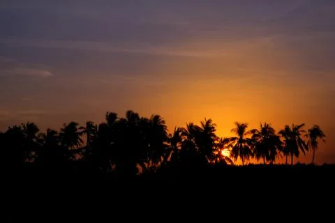 Sunset Coconut Tree Silhouettes Stock Photos
