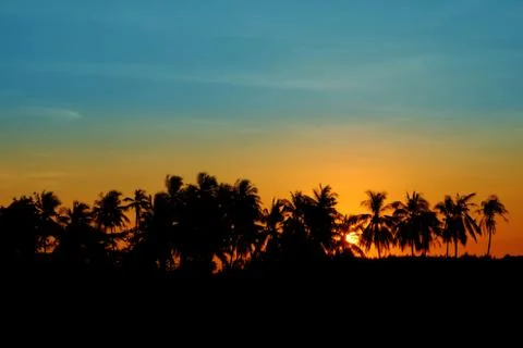 Sunset Coconut Tree Silhouettes Stock Photos