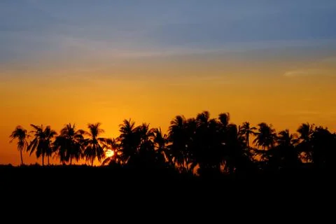 Sunset Coconut Tree Silhouettes Stock Photos