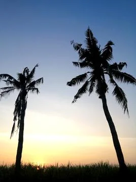 Sunset, coconut trees​ Stock Photos