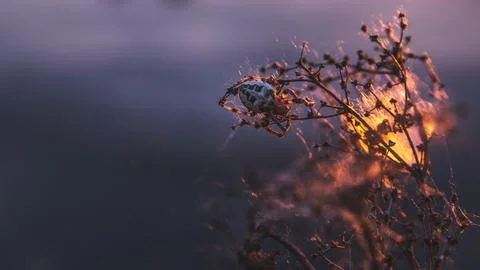 Sunset Cocoon Stock Photos