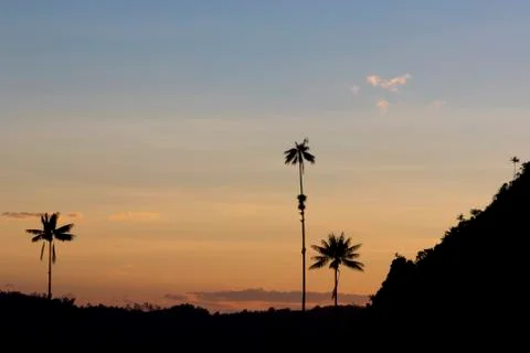 Sunset on the Cocora valley with giant wax palms  near Salento, Colombia Stock Photos
