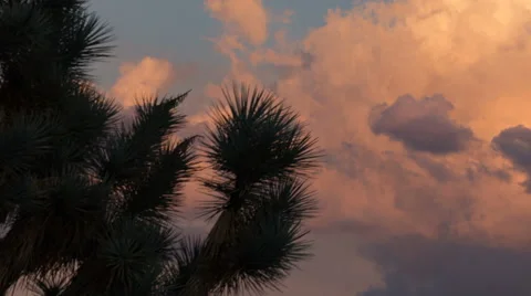 Sunset colored clouds behind joshua tree time lapse Stock Footage 67435021