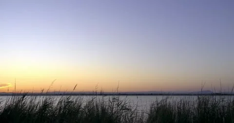 Sunset, colorful clear sky for copy space, with reeds and tall grasses Stock-Footage 281843053