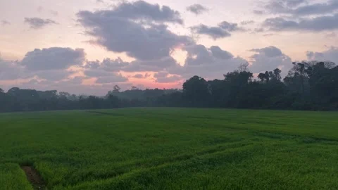 Sunset colors paint the sky over a wide rice field Видео 332610951