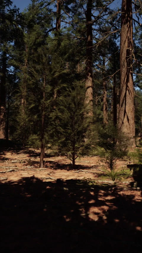 Sunset colors painting the sequoia forest Stock Footage 289640902