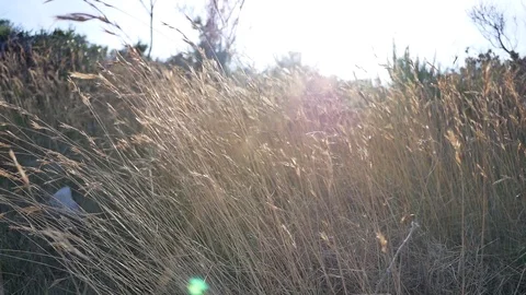 Sunset coming on prairie grass Stock Footage 112759195