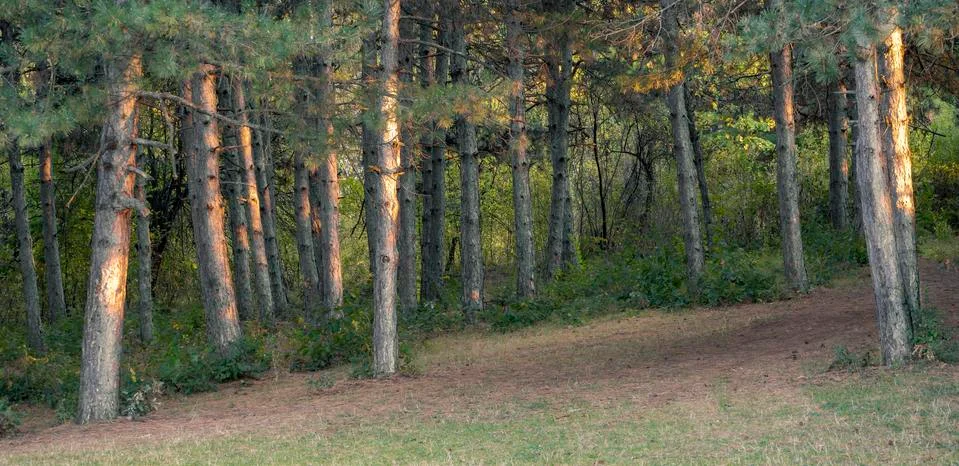 Sunset in conifer forest Foto stock