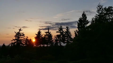 Sunset In Conifer Forest Trees 動画素材 51919118