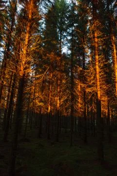 Sunset at coniferous forest Stock Photos