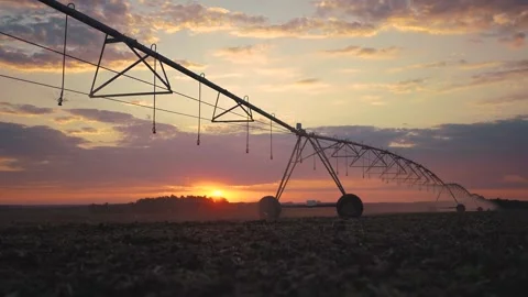 The sunset corn field is being watered for the first time by the irrigation Stock Footage 287233698