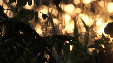 Sunset on corn field with camera slide to right Stock-Footage 116502274