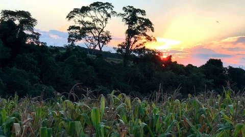 Sunset on corn field farm background Stock Footage 121804726