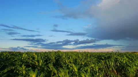 Sunset in corn field 스톡 동영상 66130761