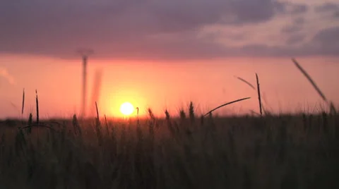 Sunset cornfield agriculture slow motion Vidéo 25604869
