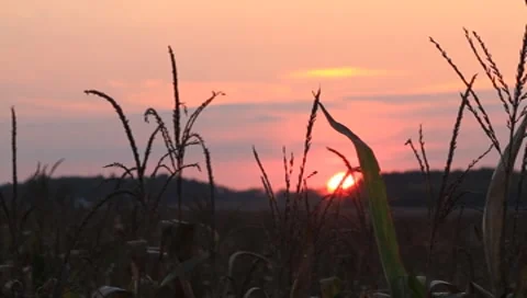 Sunset on Cornfield Stock-Footage 8766089